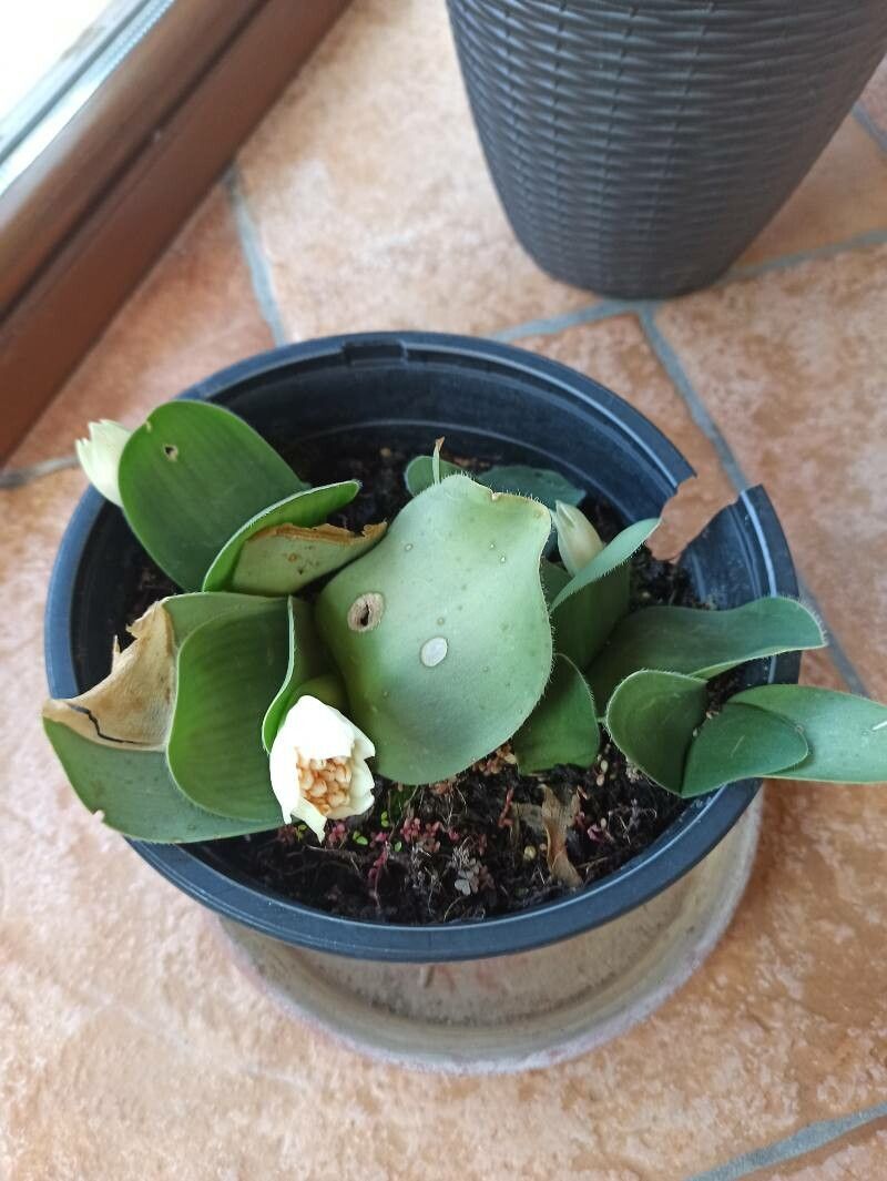 Haemanthus deformis bark