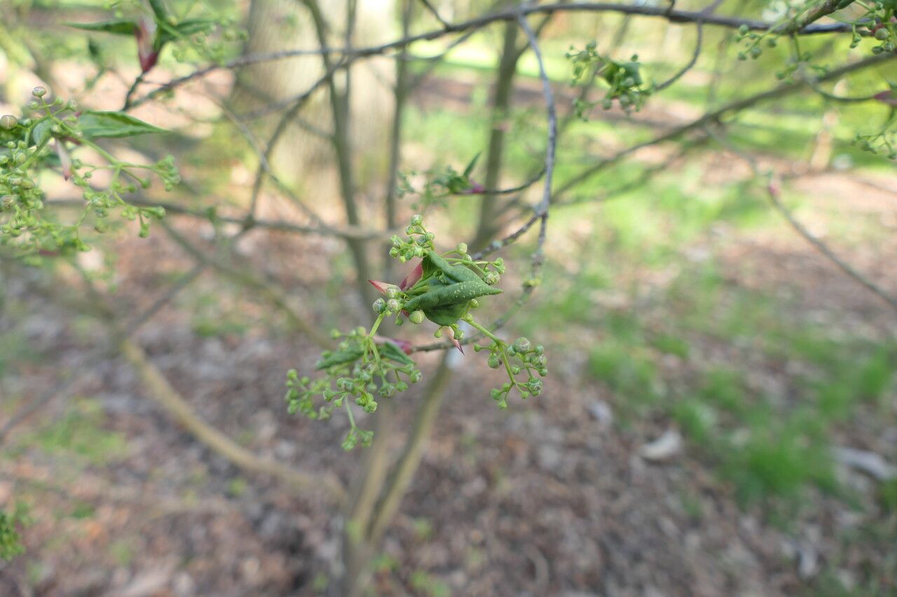 Euonymus oxyphyllus flower