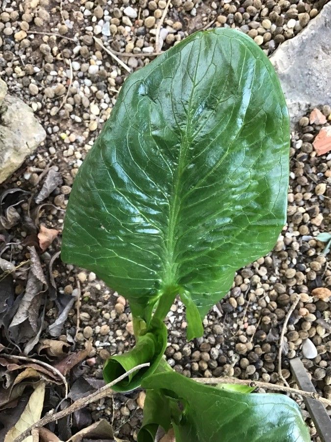 Arum elongatum — search result for 'Arum'