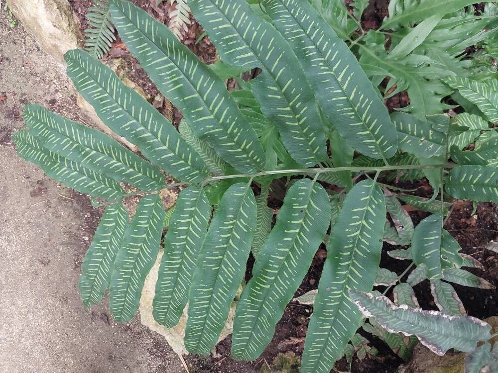 Coniogramme intermedia — related species from the same genus