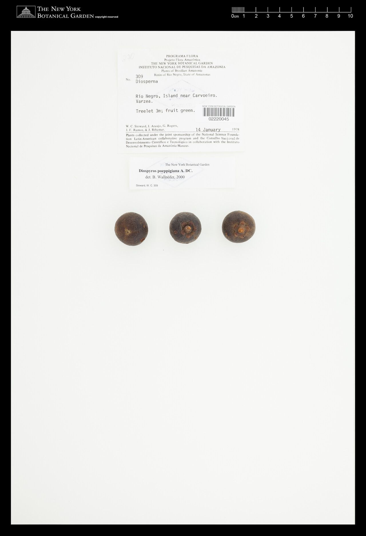 Diospyros poeppigiana fruit