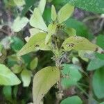 Parietaria pensylvanica