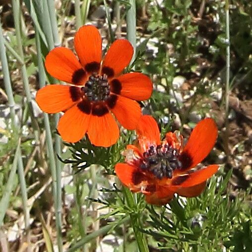 Adonis aestivalis flower