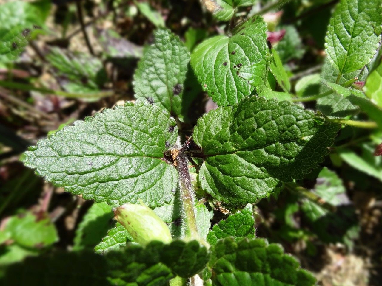 Melittis melissophyllum — search result for 'Lamiaceae'