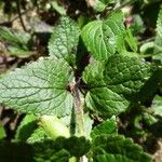 Melittis melissophyllum