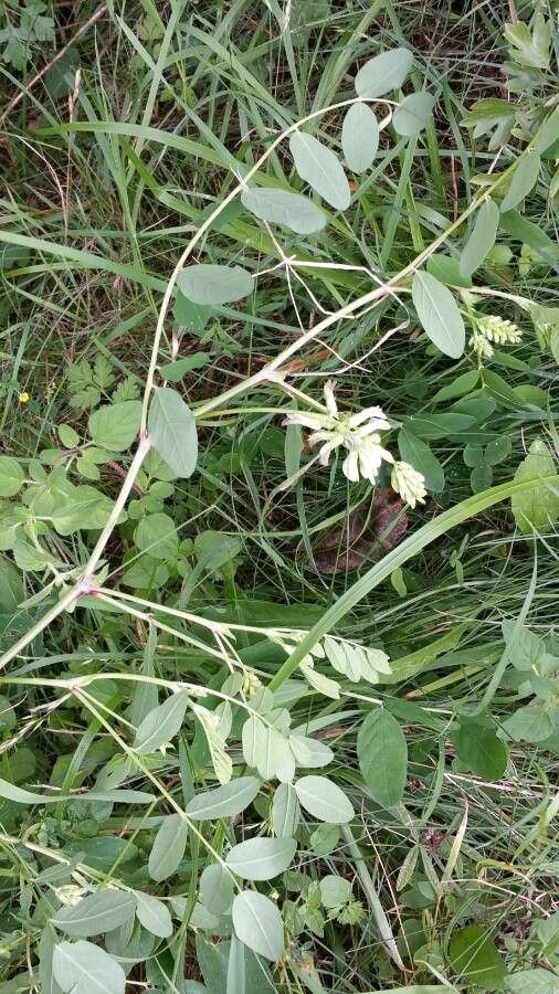 Astragalus glycyphyllos — search result for 'Astragalus'