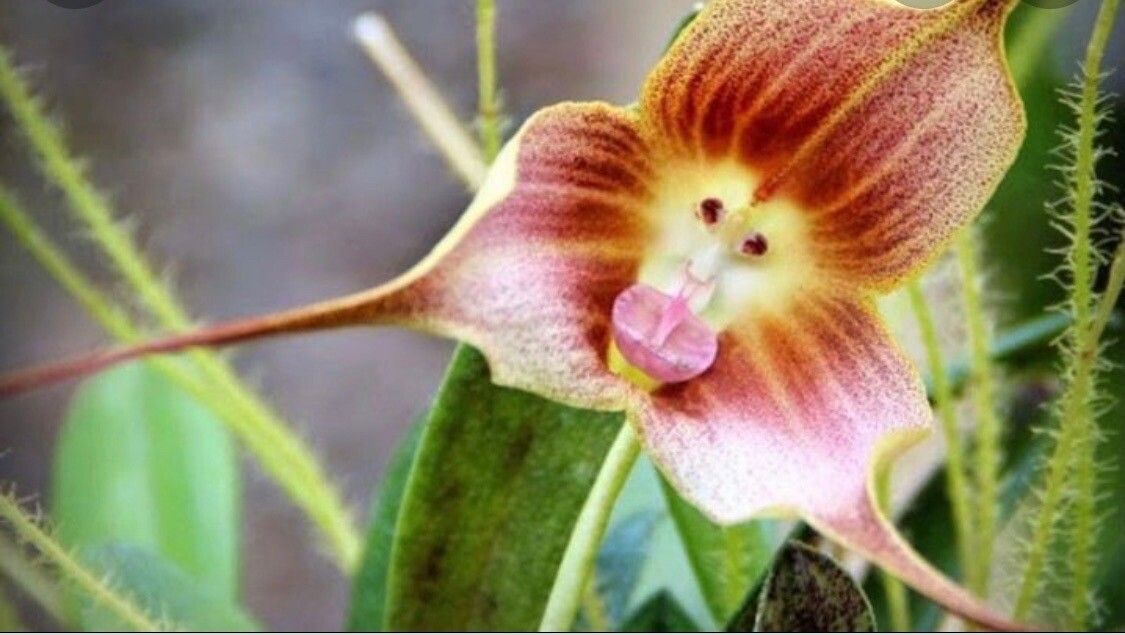 Dracula simia — houseplant care guide