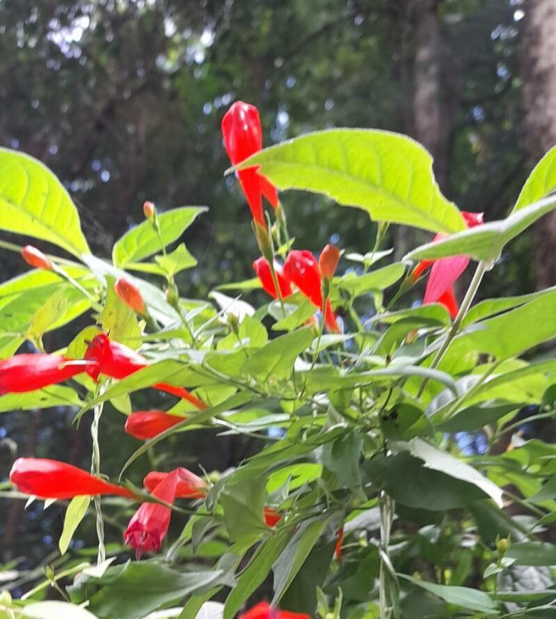 Manettia cordifolia — related species from the same genus