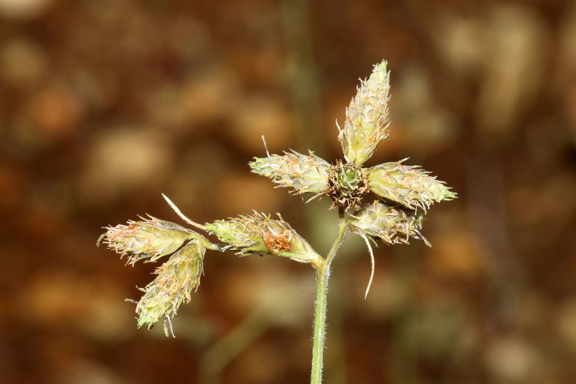 Fuirena pubescens flower