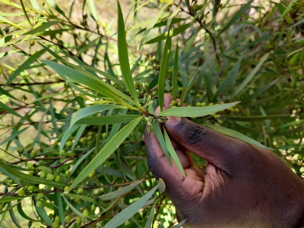 Eremophila longifolia — search result for 'Scrophulariaceae'