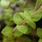 Arenaria serpyllifolia