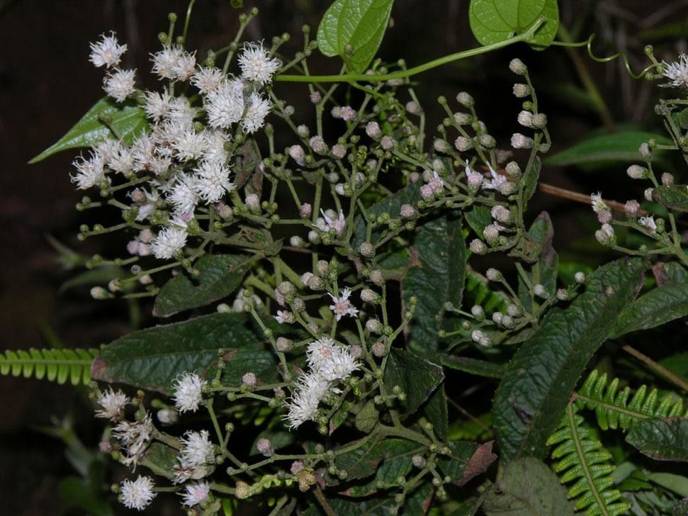 Vernonanthura patens other