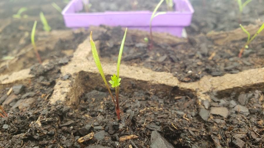 Ligusticum porteri — search result for 'Ligusticum'