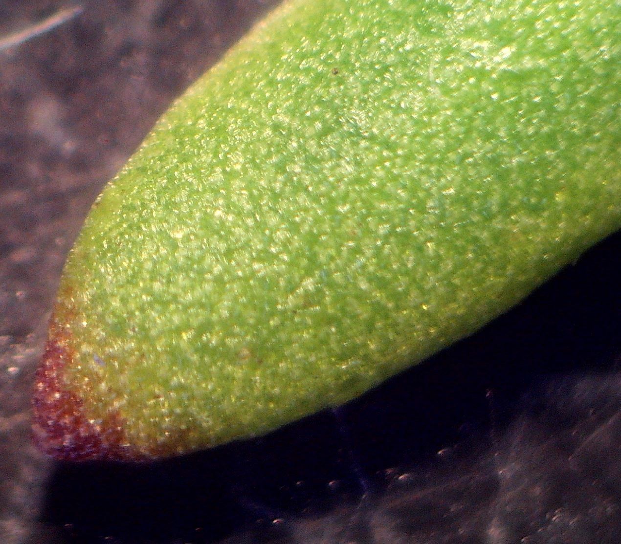 Iberis procumbens leaf