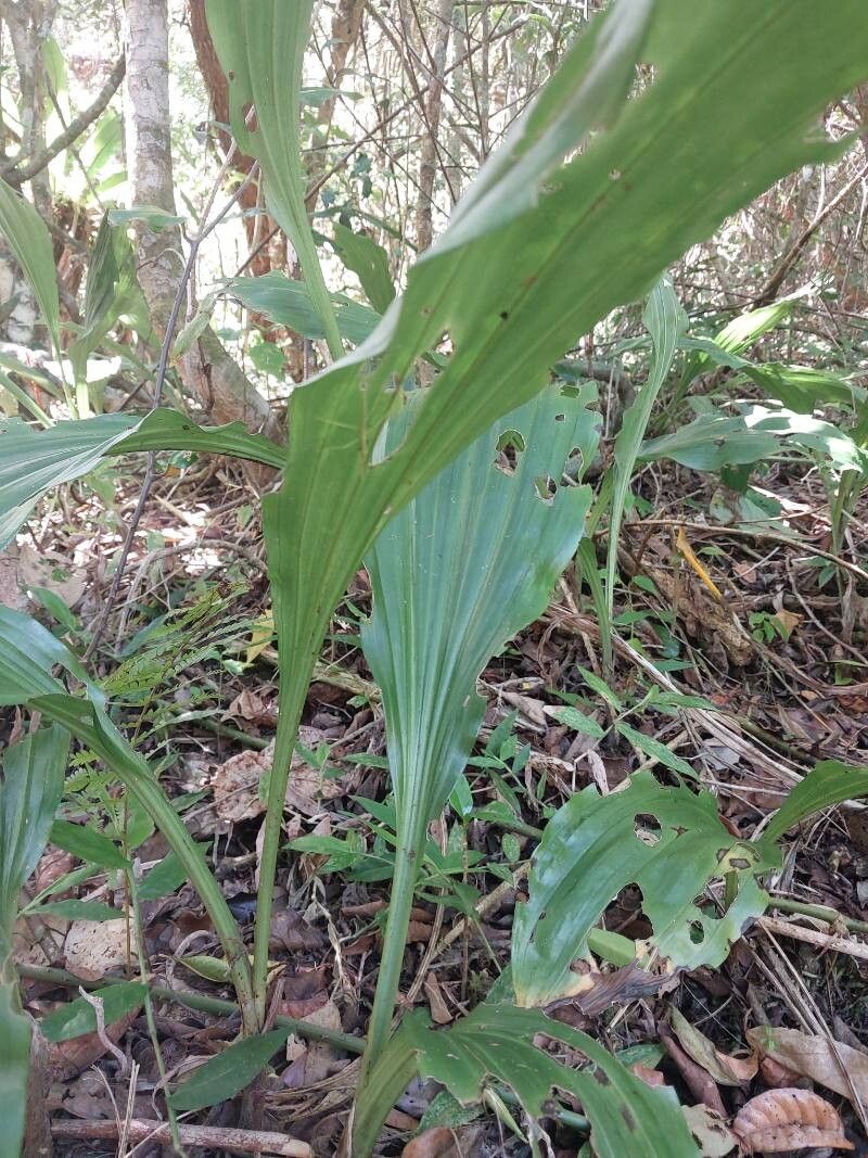 Calanthe madagascariensis leaf
