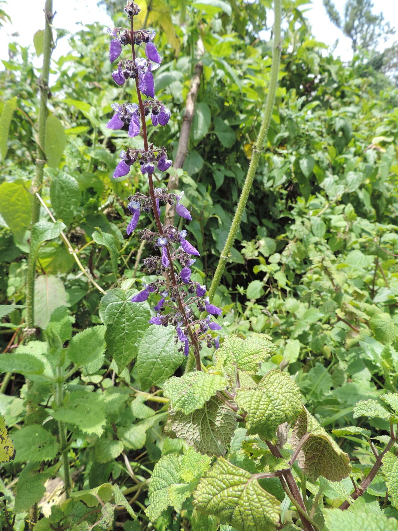 Coleus autranii — search result for 'Coleus'