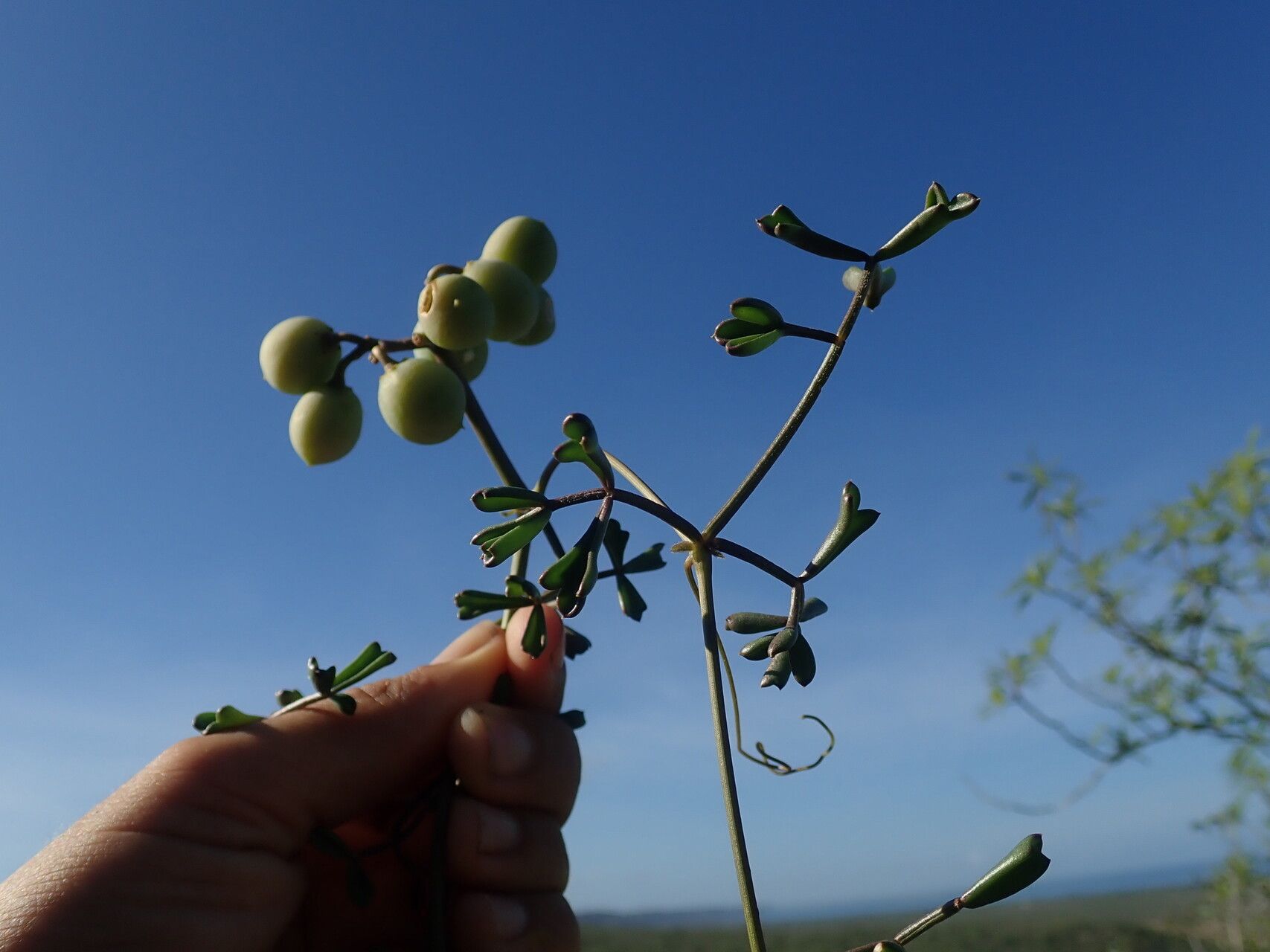 Cyphostemma montagnacii fruit