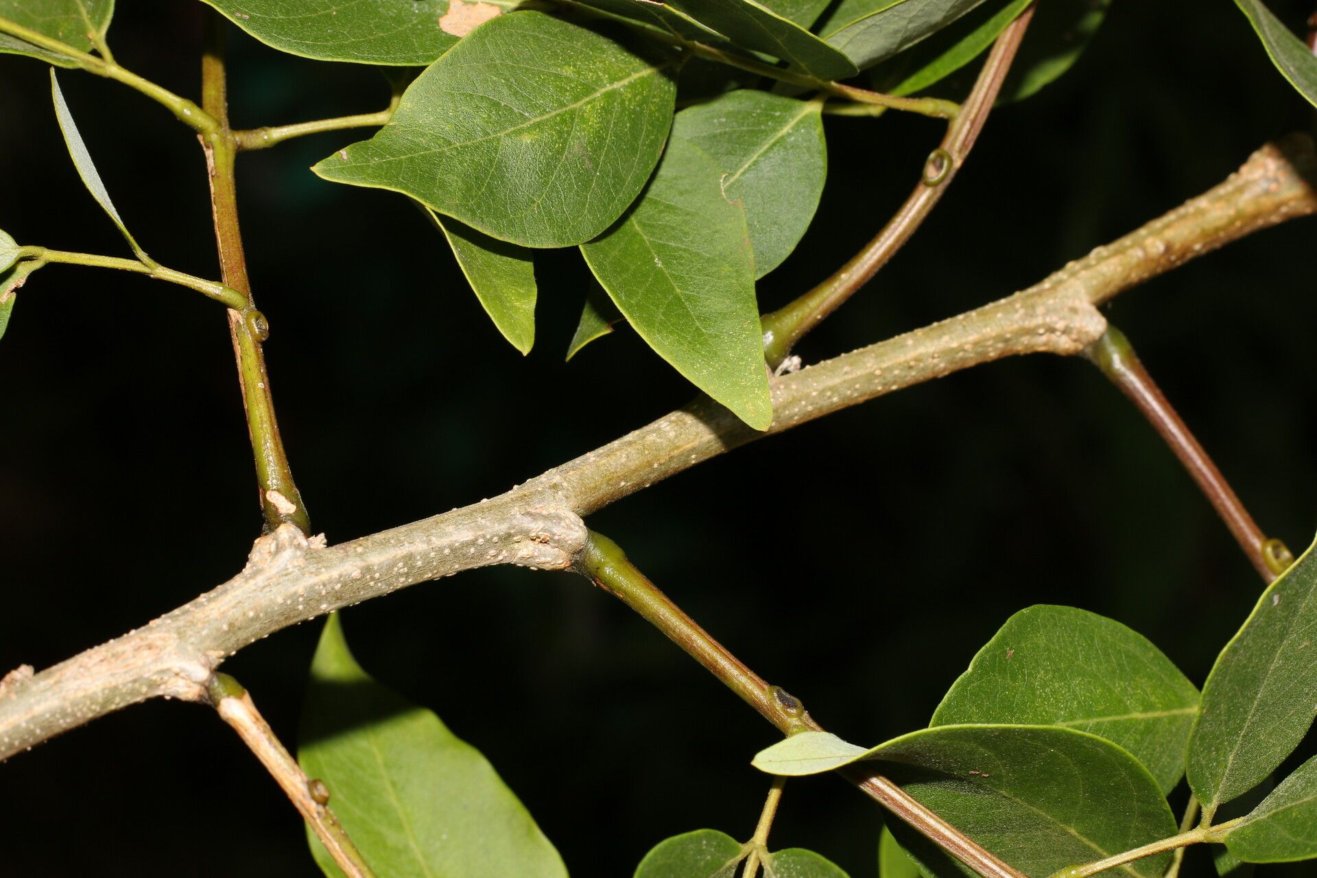 Leucaena multicapitula bark