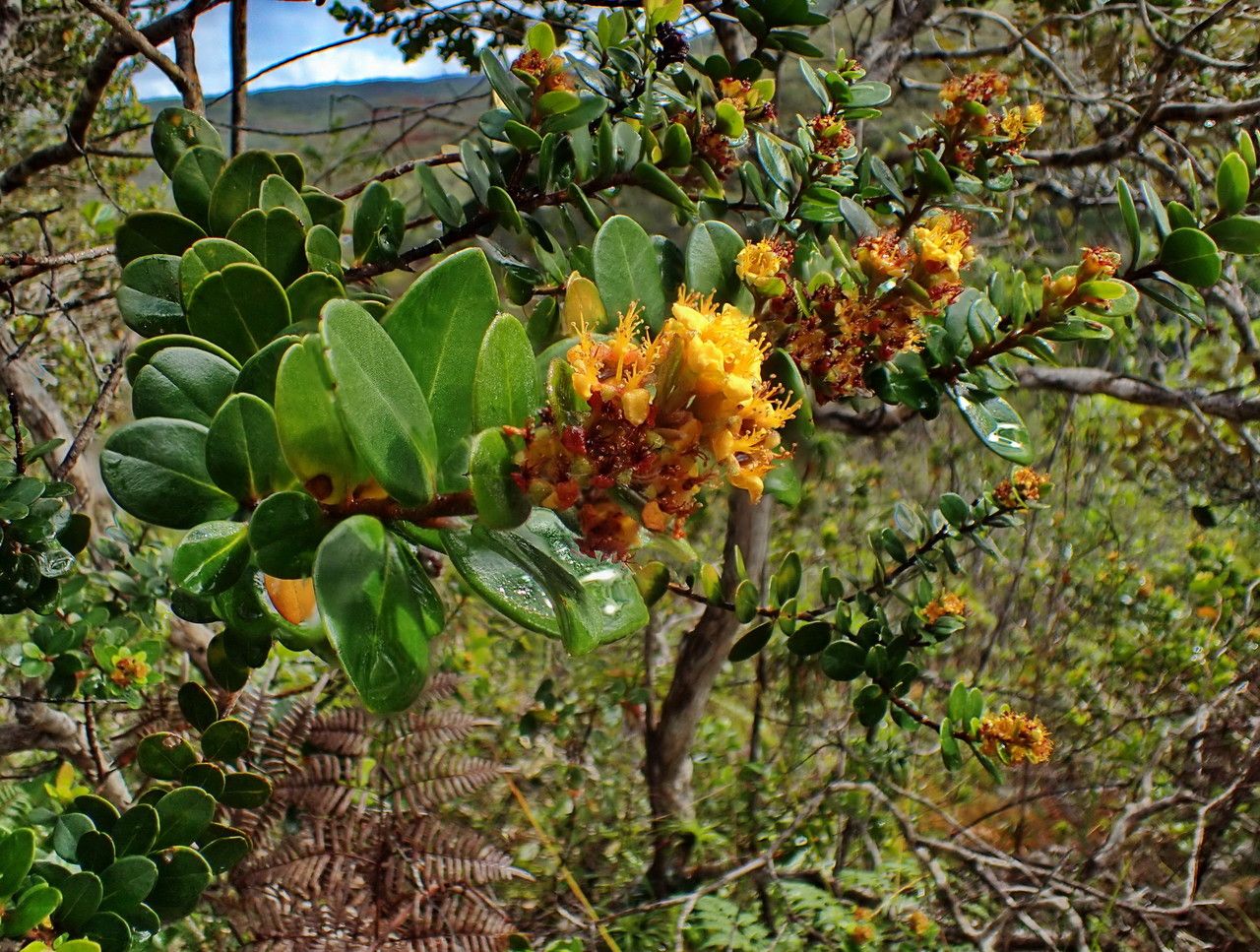 Tristaniopsis callobuxus — related species from the same genus