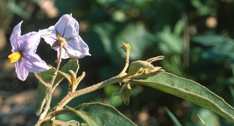 Solanum panduriforme — houseplant care guide