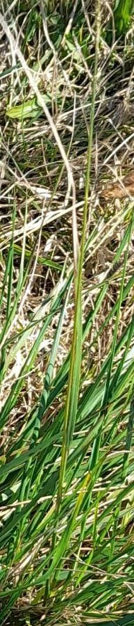 Briza subaristata — related species from the same genus