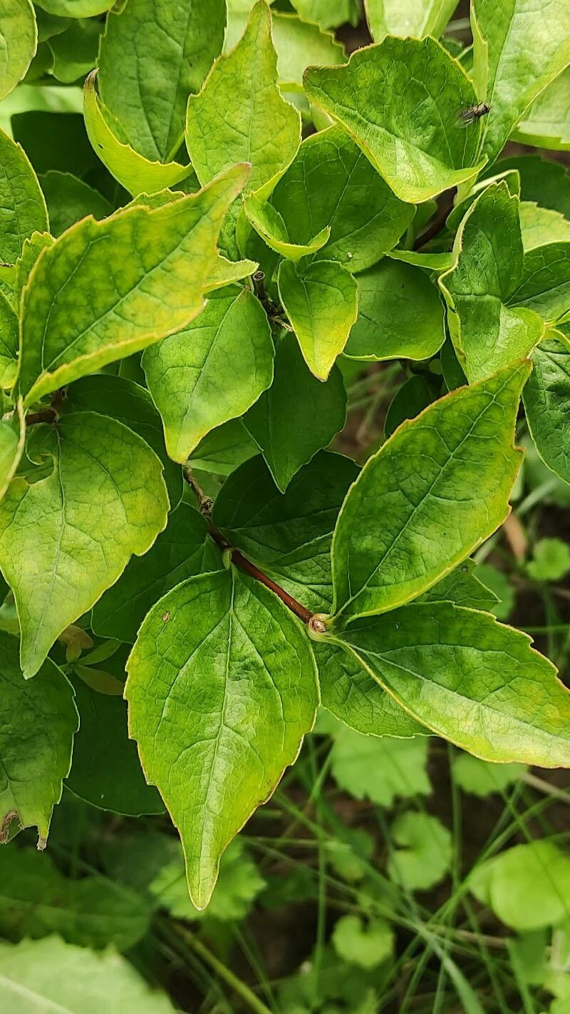 Diabelia spathulata — houseplant care guide