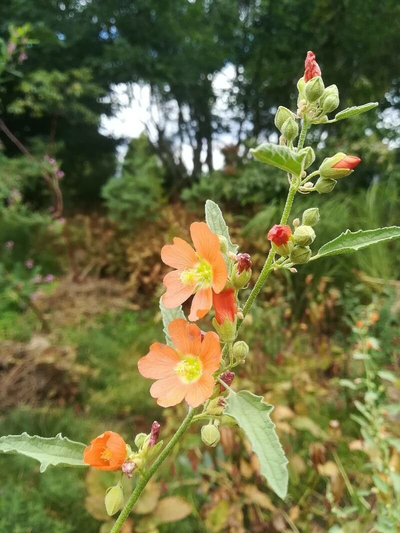 Sphaeralcea incana flower