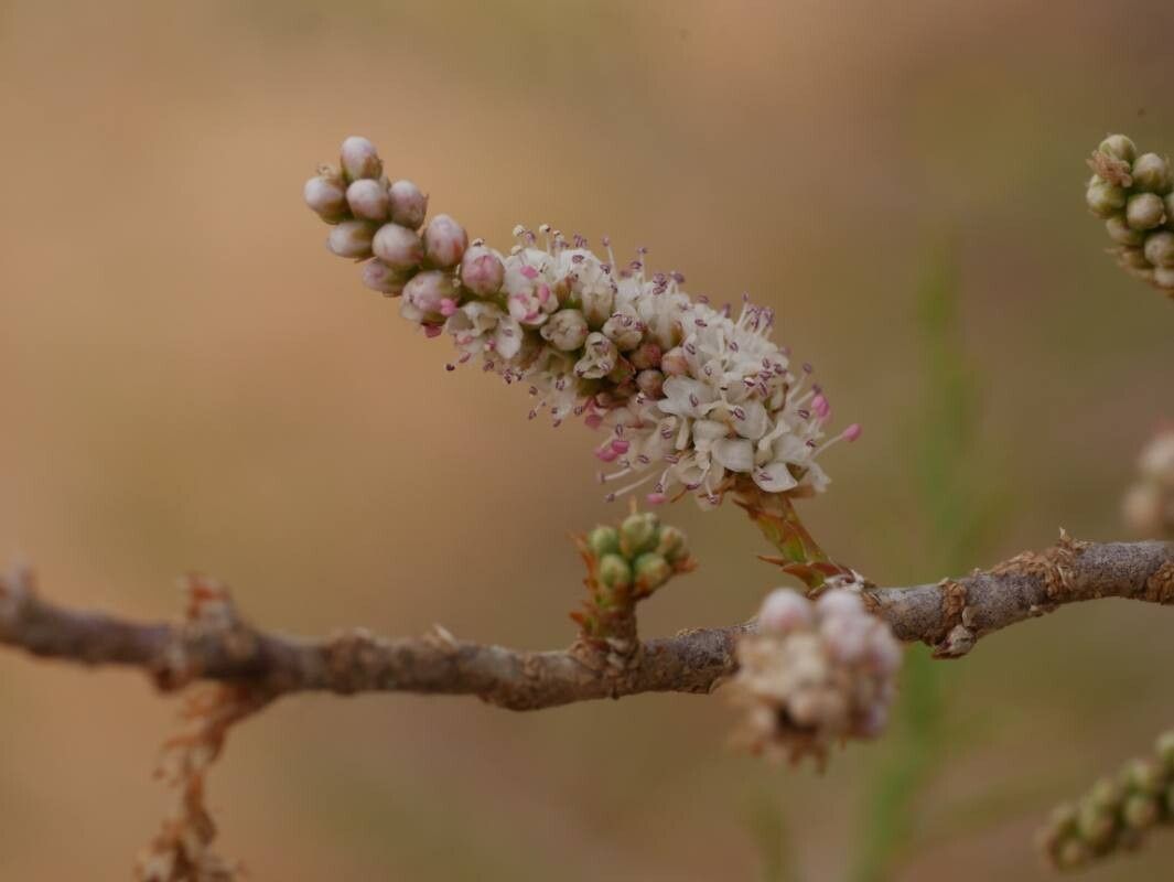 Tamarix boveana flower