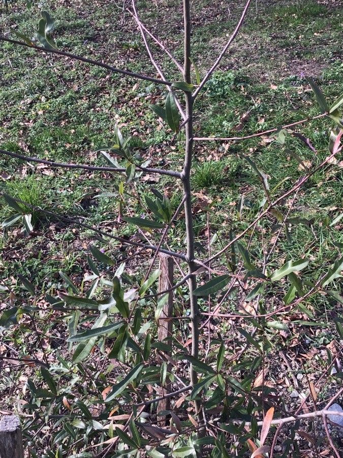 Quercus hemisphaerica habit
