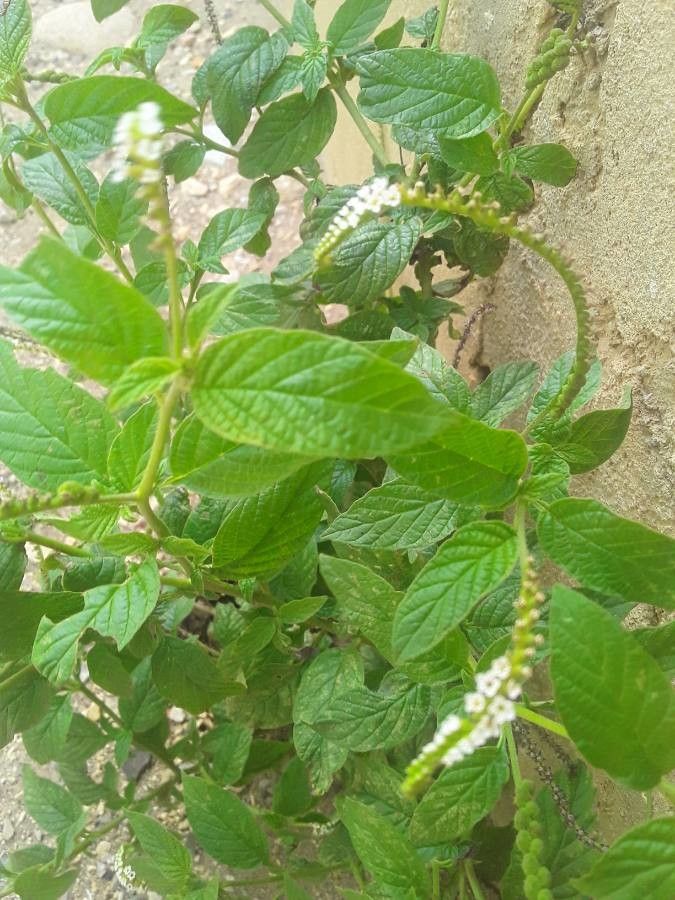 Heliotropium angiospermum fruit