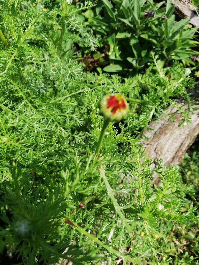 Anacyclus pyrethrum flower