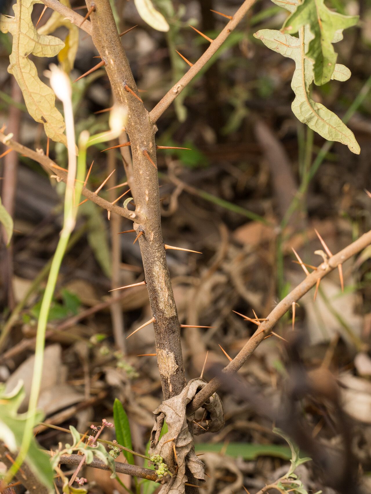 Solanum armourense bark