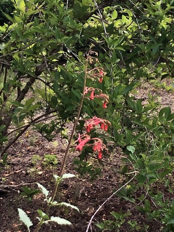 Phygelius capensis flower