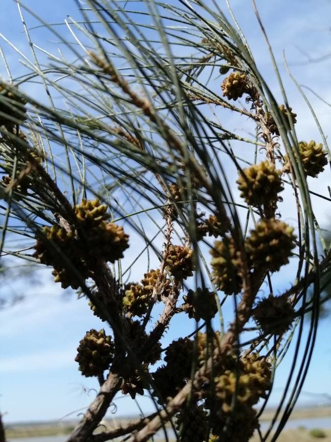 Casuarina equisetifolia fruit