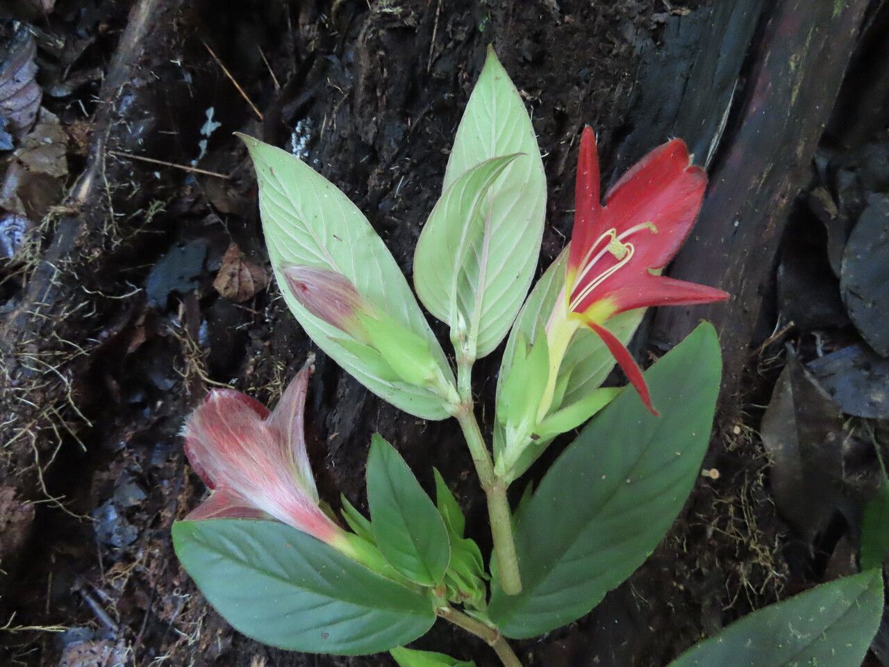 Columnea nicaraguensis leaf