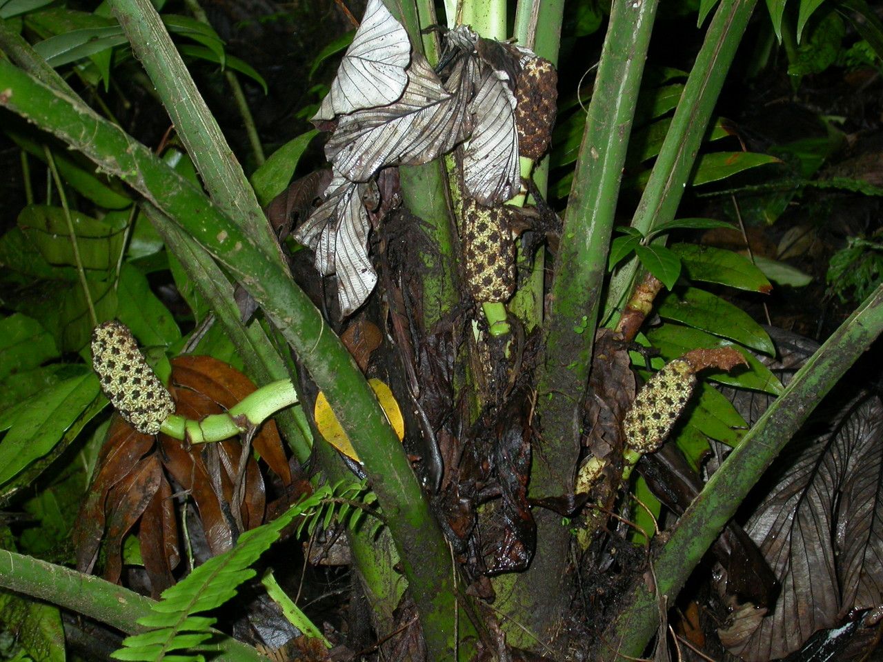 Asplundia insignis flower