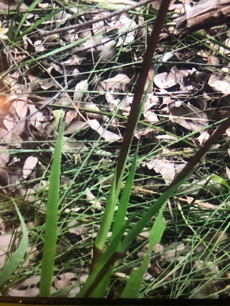 Anigozanthos manglesii — related species from the same genus