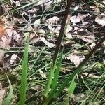 Anigozanthos manglesii