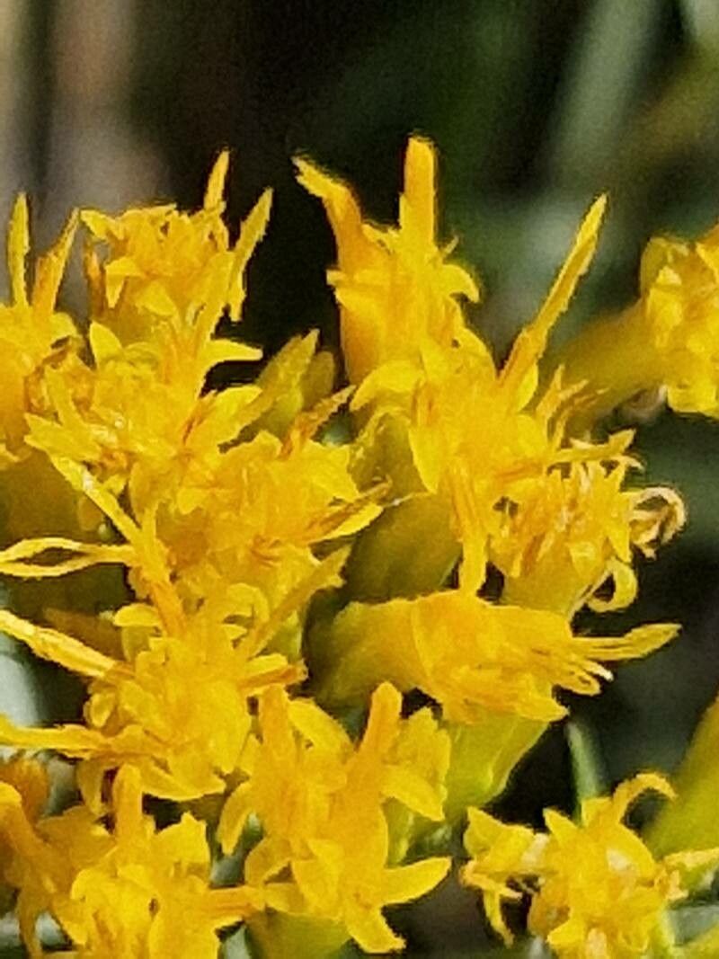 Euthamia gymnospermoides flower