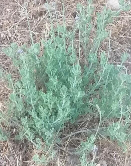 Lavandula pinnata — search result for 'Lavandula'