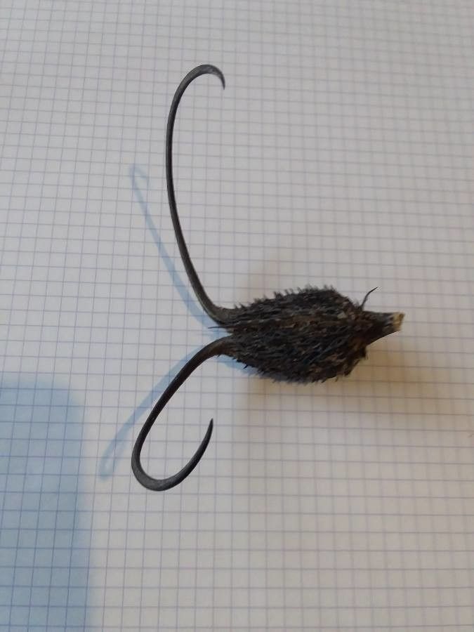 Proboscidea louisianica fruit