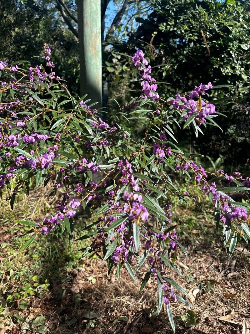 Hovea acutifolia flower