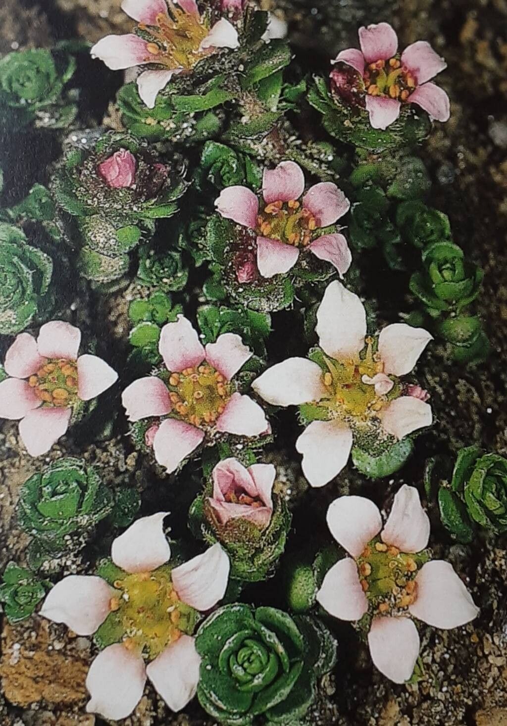 Saxifraga × kochii — houseplant care guide