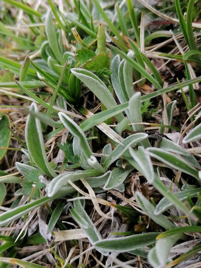 Antennaria carpatica