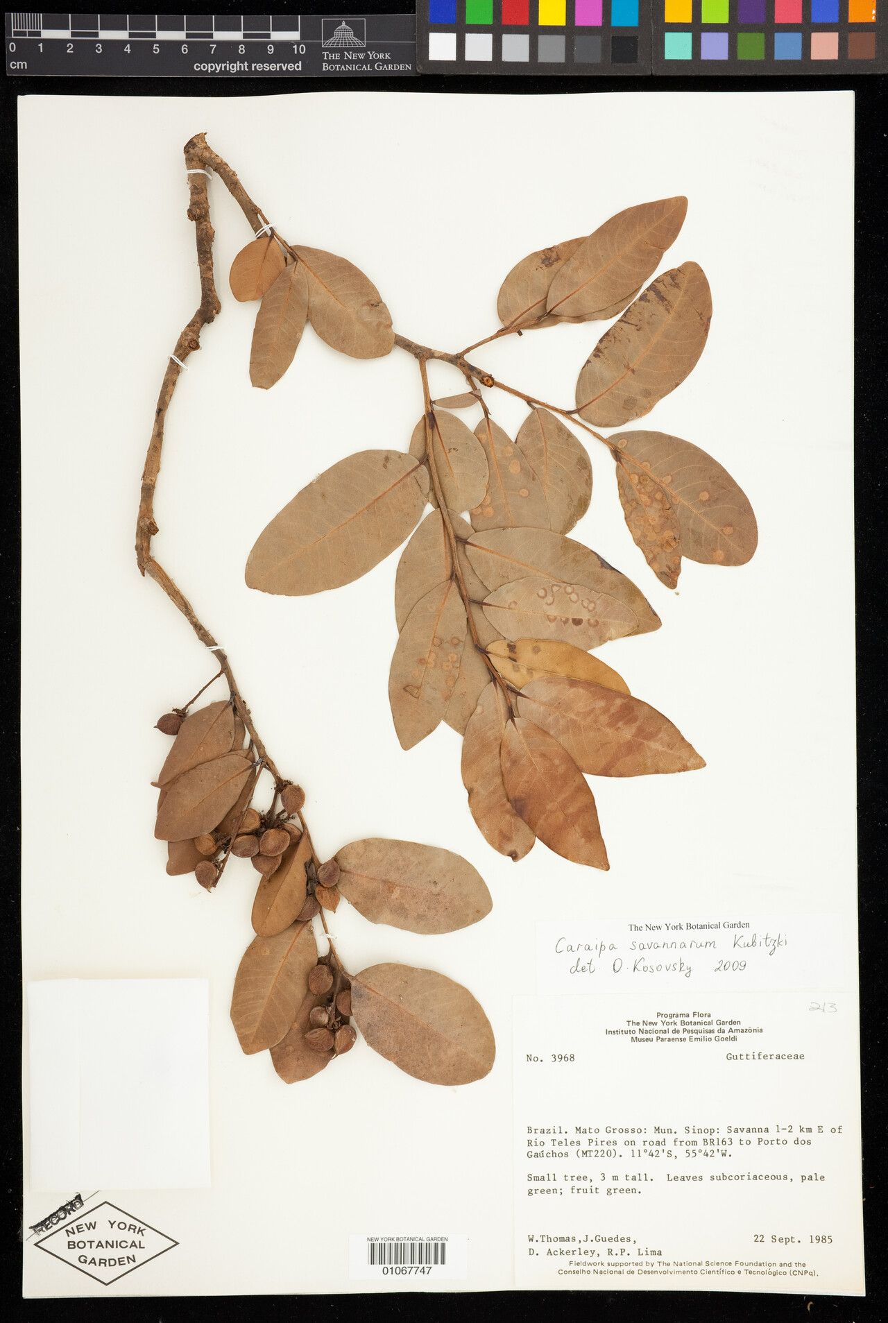 Caraipa savannarum — houseplant care guide