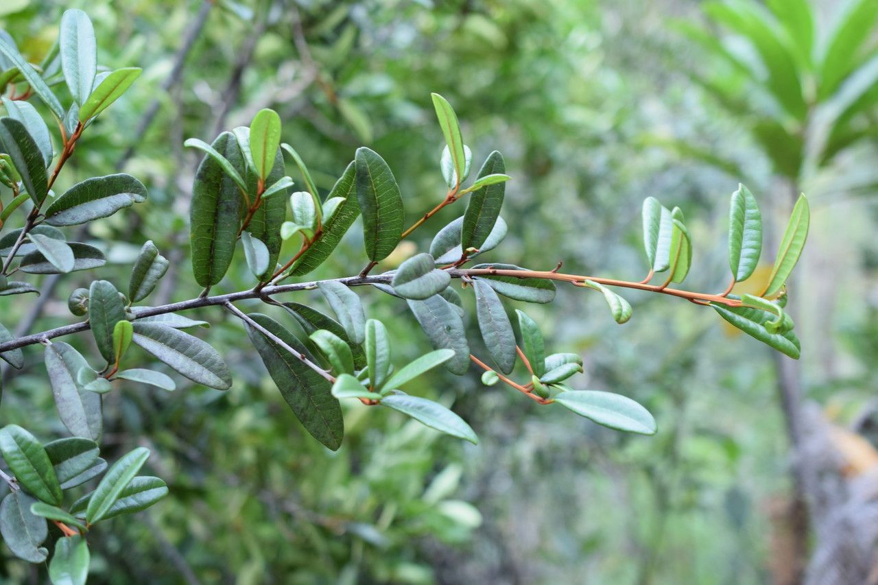 Pycnandra francii habit