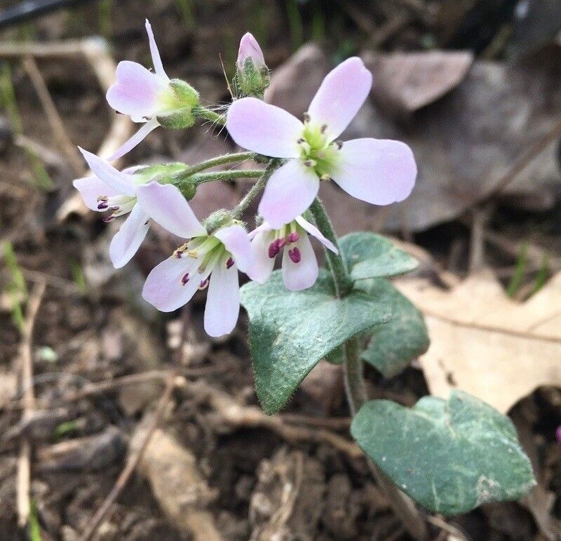 Cardamine douglassii flower
