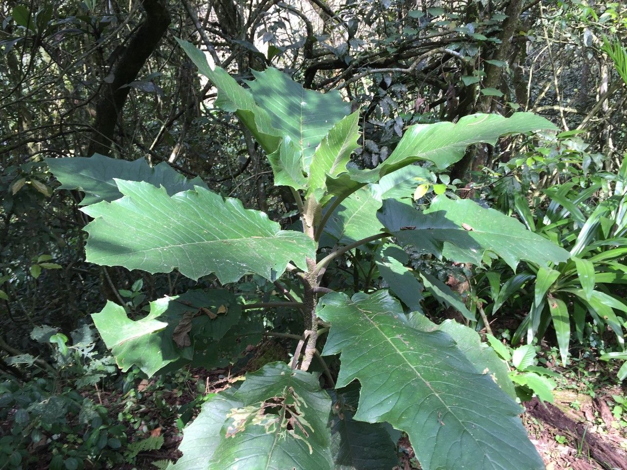 Alternanthera pycnantha other