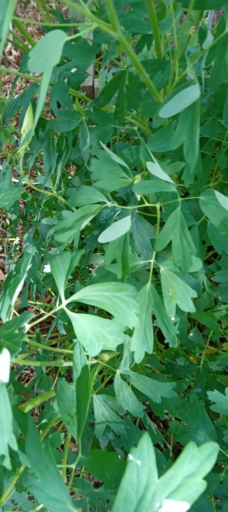 Aquilegia chrysantha — search result for 'Aquilegia'
