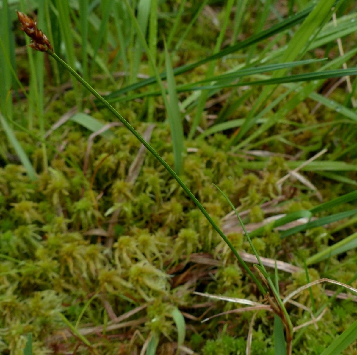 Carex chordorrhiza habit